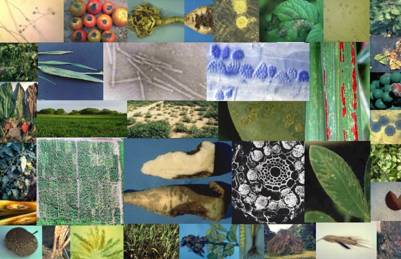 Lutte phytosanitaires appliquée – P1